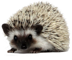 animals & Hedgehog free transparent png image.