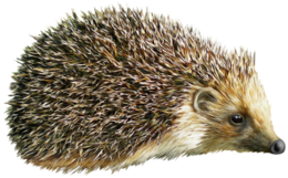 animals & Hedgehog free transparent png image.