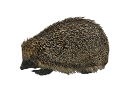 animals & hedgehog free transparent png image.