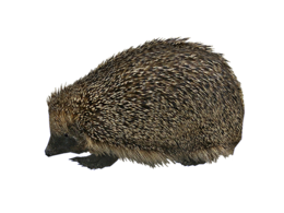 animals & Hedgehog free transparent png image.