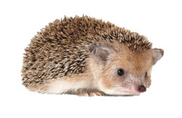 animals & hedgehog free transparent png image.
