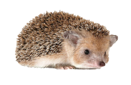 animals & Hedgehog free transparent png image.