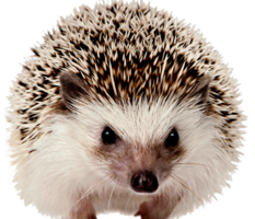 animals & Hedgehog free transparent png image.