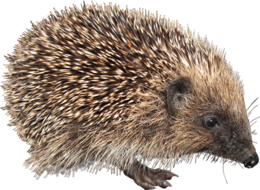 animals & hedgehog free transparent png image.