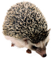 animals & hedgehog free transparent png image.