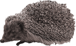 animals & Hedgehog free transparent png image.