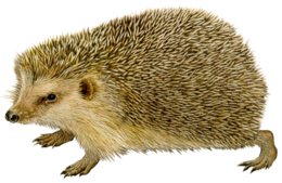 animals & Hedgehog free transparent png image.