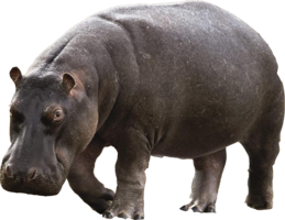 animals & Hippo free transparent png image.