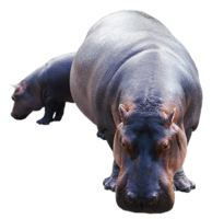 animals & hippo free transparent png image.