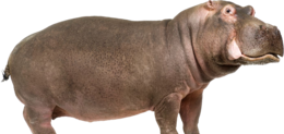 animals & Hippo free transparent png image.