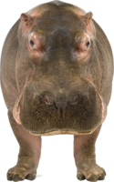 animals & Hippo free transparent png image.