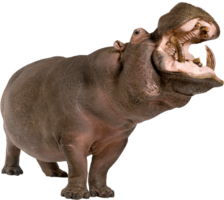 animals & Hippo free transparent png image.