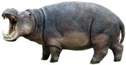animals & Hippo free transparent png image.