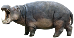 animals & hippo free transparent png image.