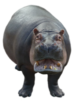 animals & Hippo free transparent png image.