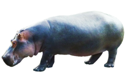 animals & Hippo free transparent png image.