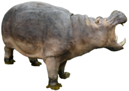 animals & Hippo free transparent png image.