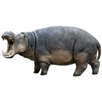 animals & Hippo free transparent png image.