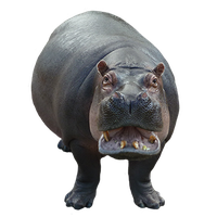 animals & Hippo free transparent png image.