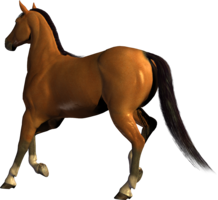 animals&Horse png image.