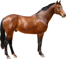 animals & Horse free transparent png image.