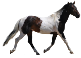 animals & horse free transparent png image.