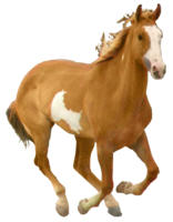 animals & horse free transparent png image.