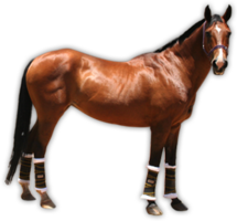 animals & Horse free transparent png image.