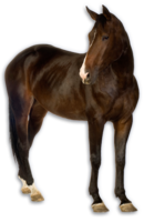 animals & horse free transparent png image.