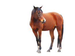 animals & Horse free transparent png image.