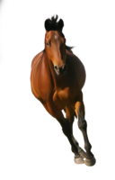 animals & Horse free transparent png image.