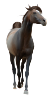 animals & Horse free transparent png image.