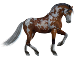 animals & Horse free transparent png image.