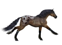 animals & Horse free transparent png image.