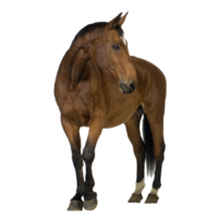 animals & Horse free transparent png image.