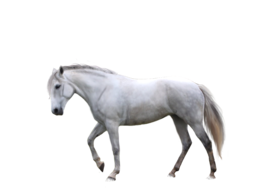 animals & horse free transparent png image.