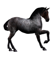 animals & horse free transparent png image.