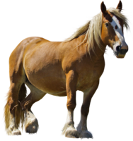 animals & horse free transparent png image.