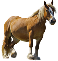 animals & Horse free transparent png image.