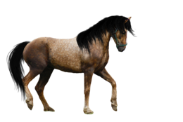 animals & horse free transparent png image.