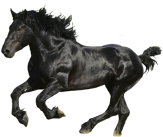 animals & Horse free transparent png image.