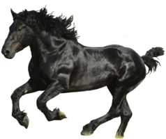 animals & horse free transparent png image.