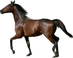 animals & Horse free transparent png image.