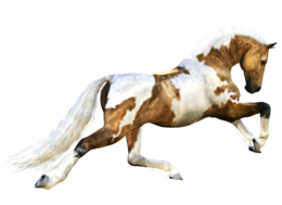 animals & horse free transparent png image.