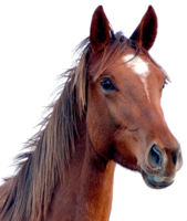 animals & Horse free transparent png image.