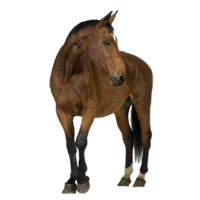 animals & horse free transparent png image.