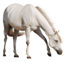 animals & Horse free transparent png image.