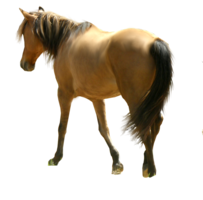 animals & Horse free transparent png image.