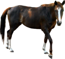 animals & Horse free transparent png image.