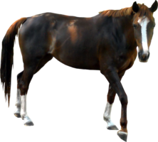 animals & horse free transparent png image.